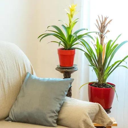 Appartement Orgulje